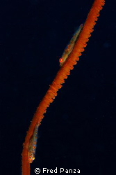 2 gobies on a whip coral. Very first shot of the vacation!! by Fred Panza 